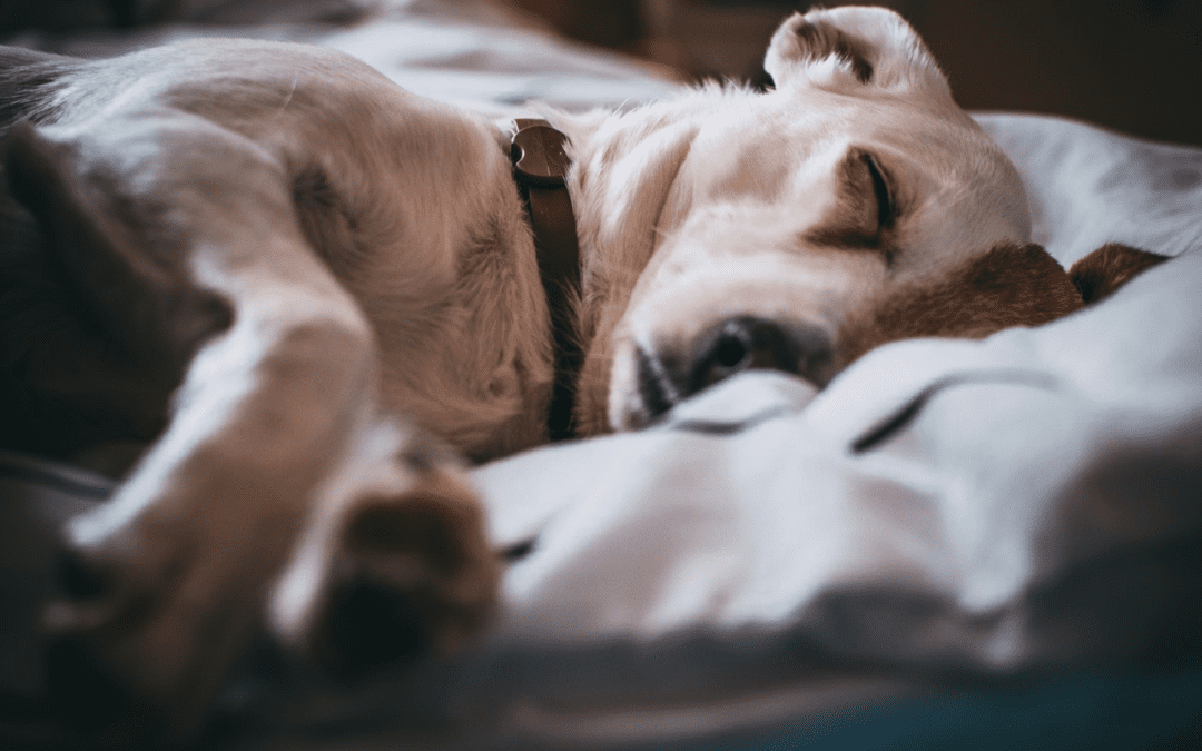 Understanding End-of Life Care Options for Your Pet