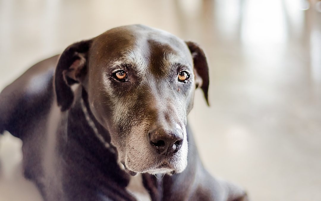 4 Common End-of-Life Care Options For Your Pet