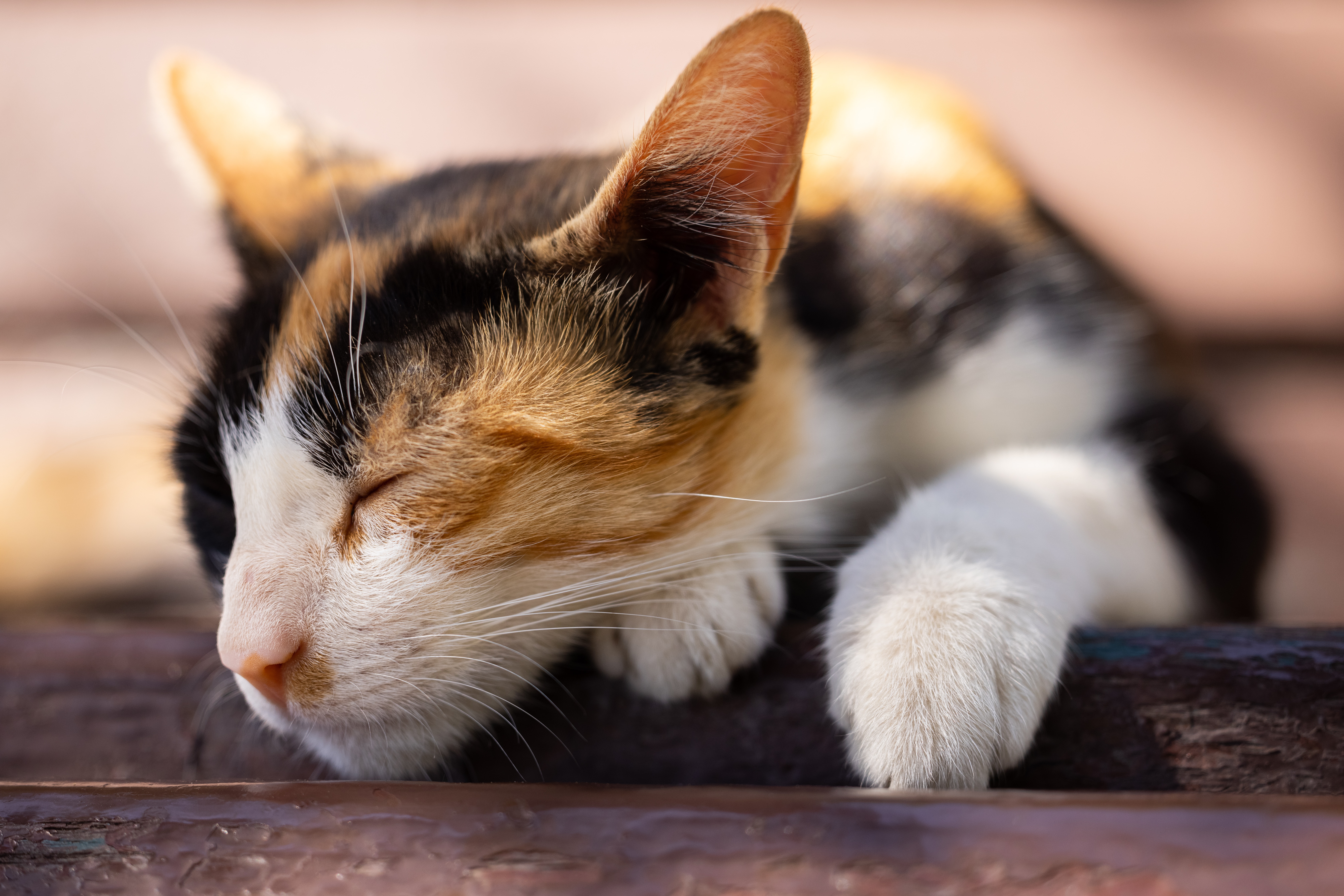 Calico cat laying down with eyes closed