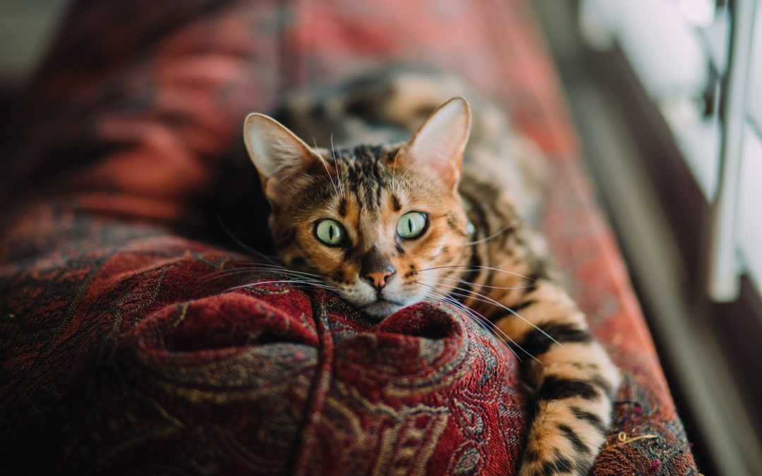 Orange and black cat with green eyes laying on couch