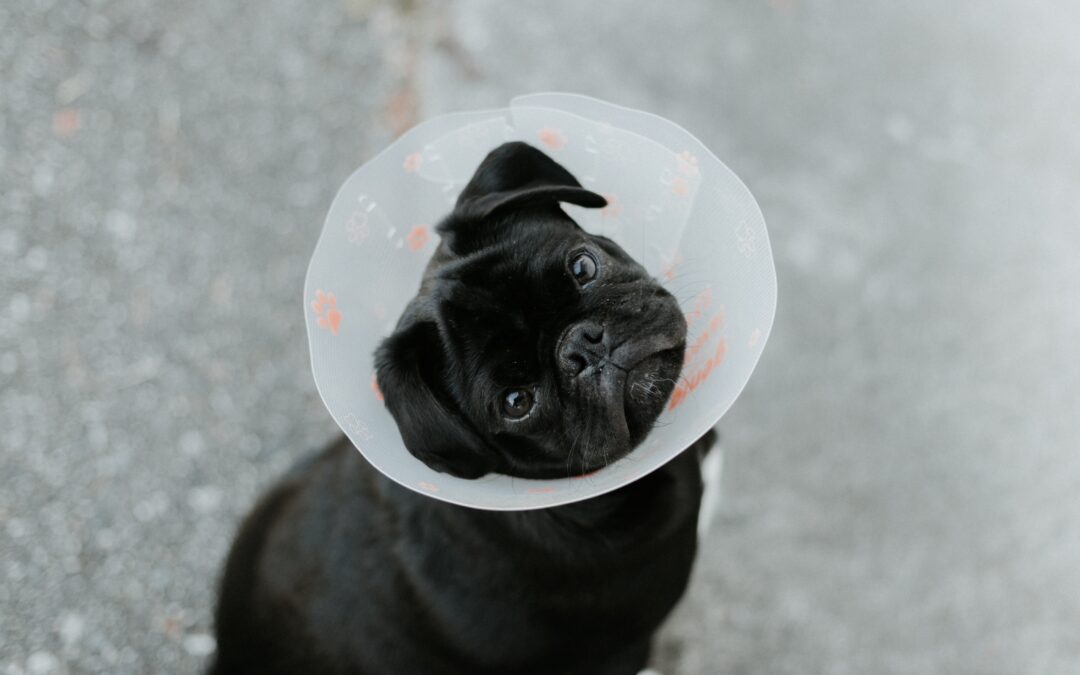 Facilitate Your Pet’s Recovery After Surgery