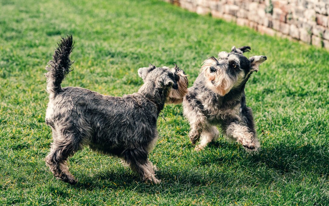 Two terriers running around in the grass together