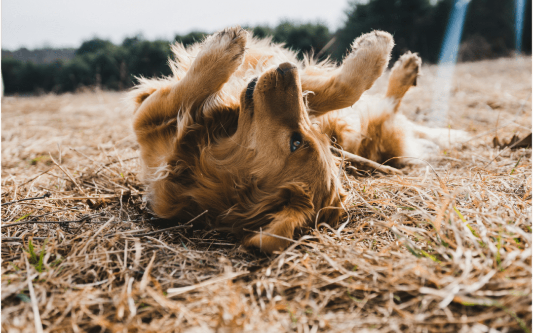 Recognizing Signs of Spring Allergies in Pets